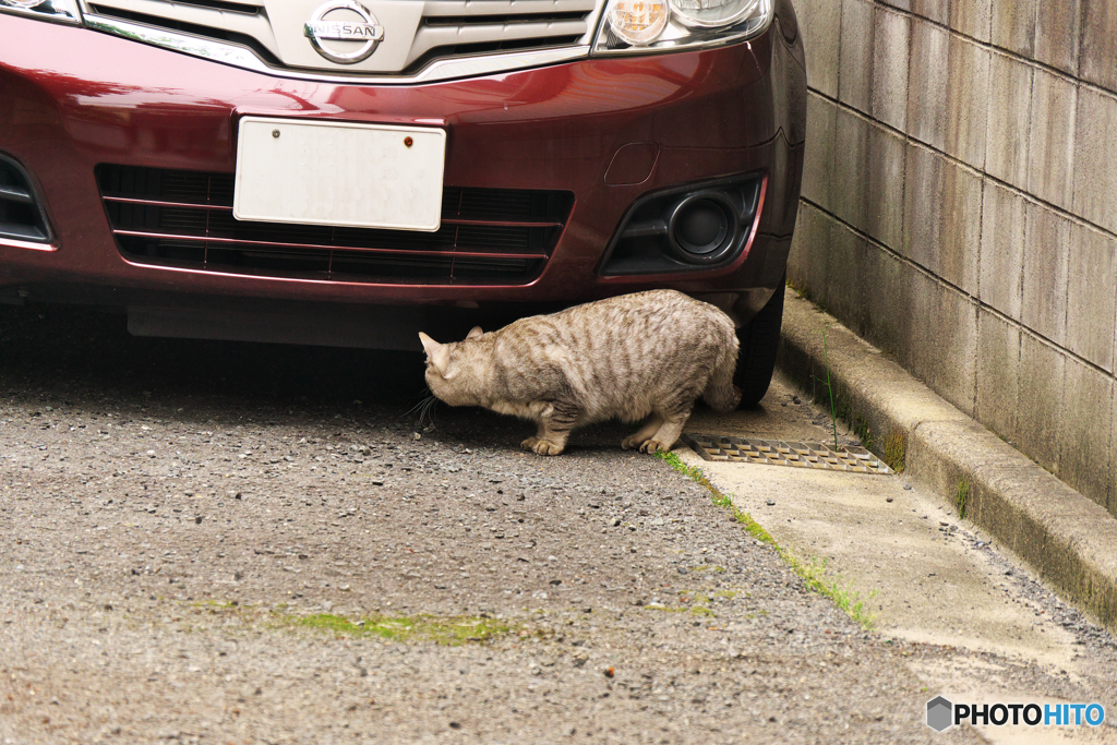 ん、どれどれ……