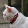 猫宮大社 Ⅵ