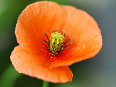 路傍の花