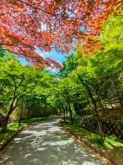 青赤もみじの遊歩道