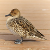 タムキュー、なんかいいカモ