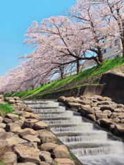 川路桜