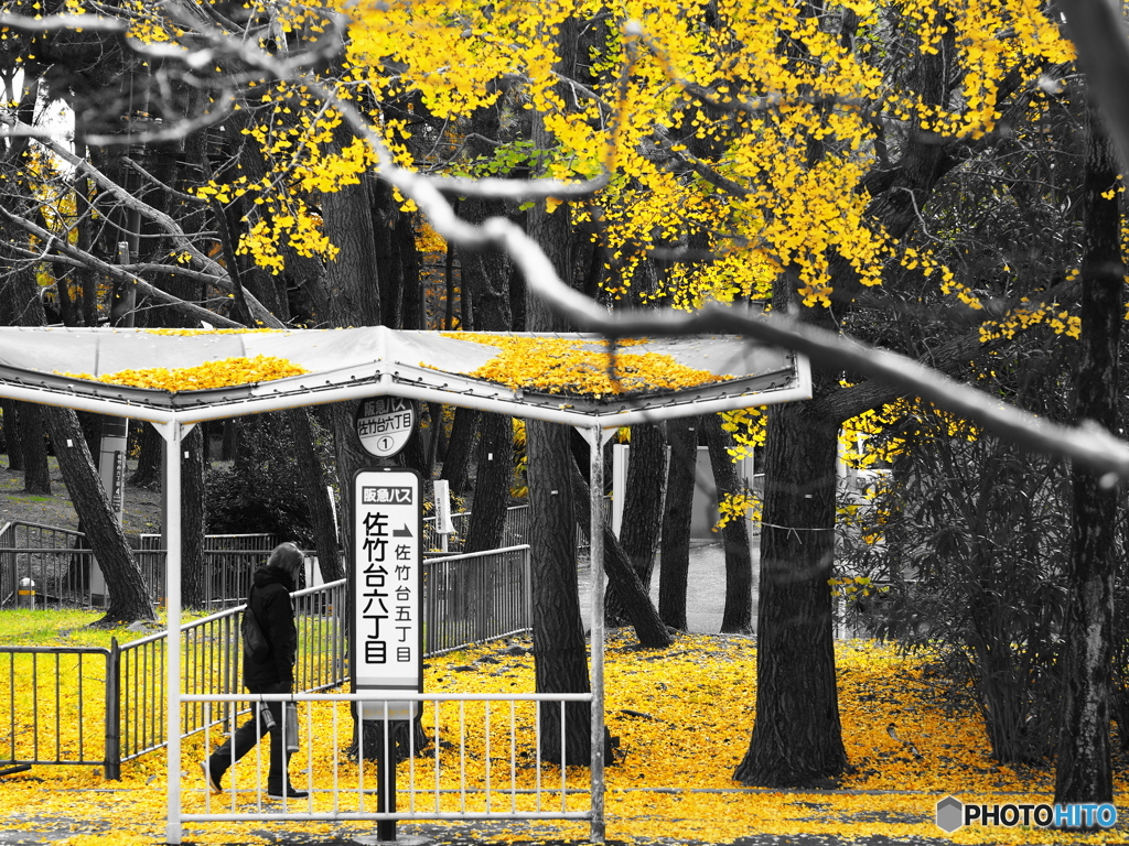 Bus Stop in Autumn