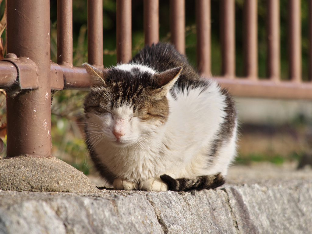 にゃんにゃんにゃん