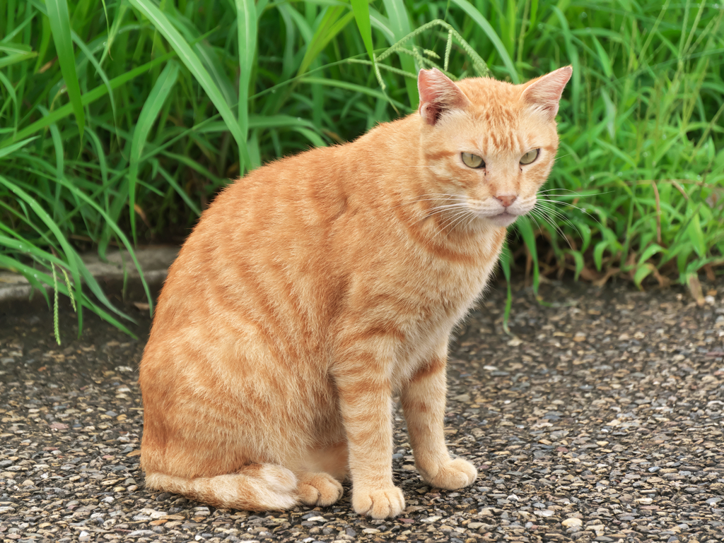 河川敷にゃんこ Ⅱ