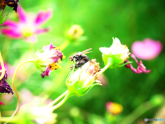 愛の花園