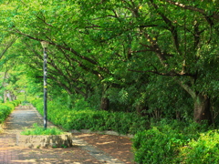 木漏れ日の小径