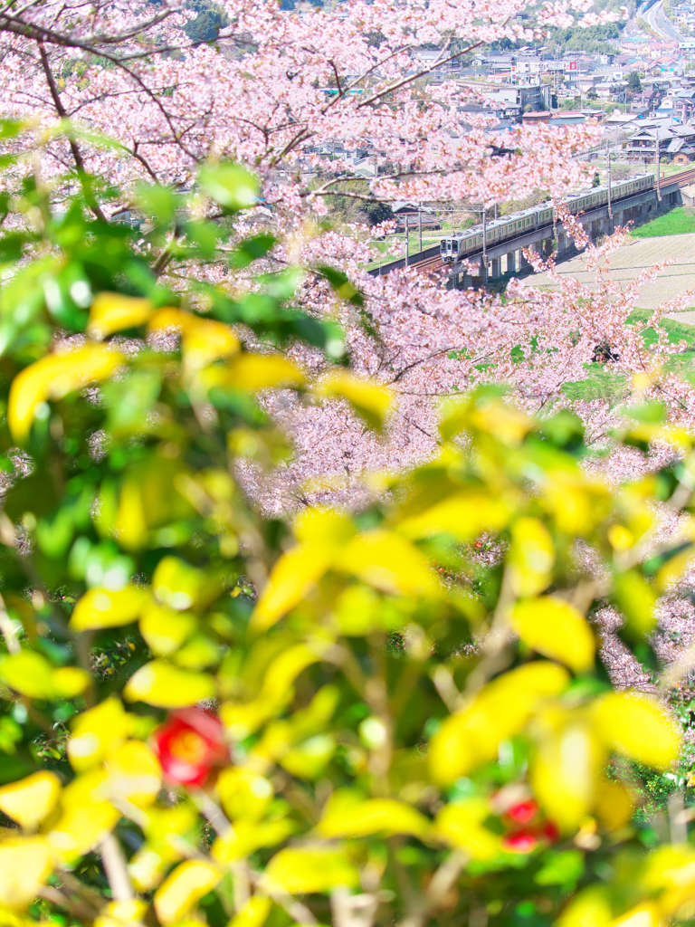 花咲く丘の上から Ⅲ