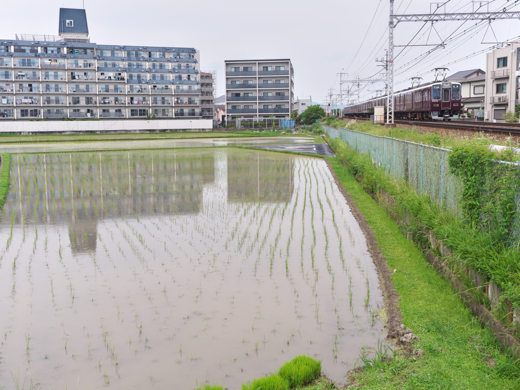 田んぼに水が入りました
