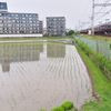 田んぼに水が入りました