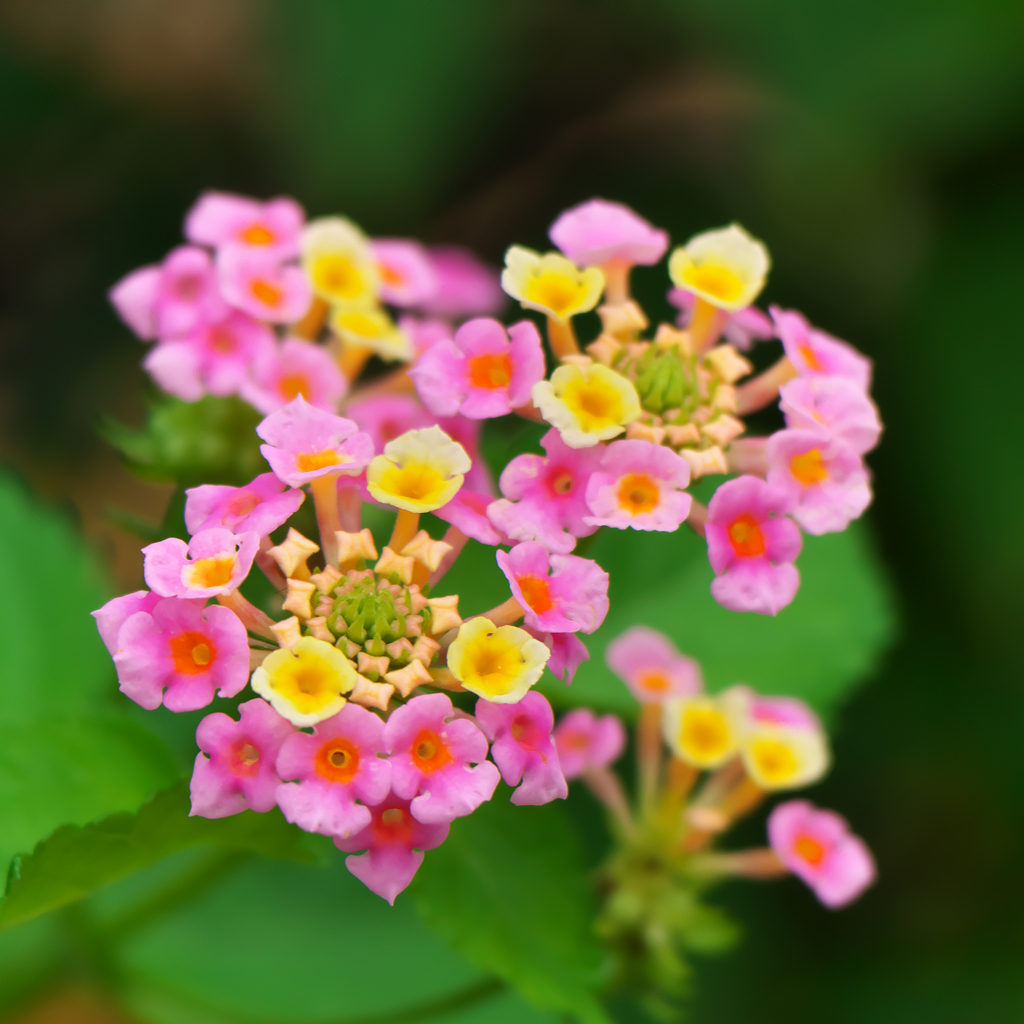 路傍の花