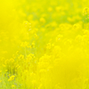 Spring Yellow 2024 Ⅱ
