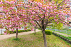 八重の桜