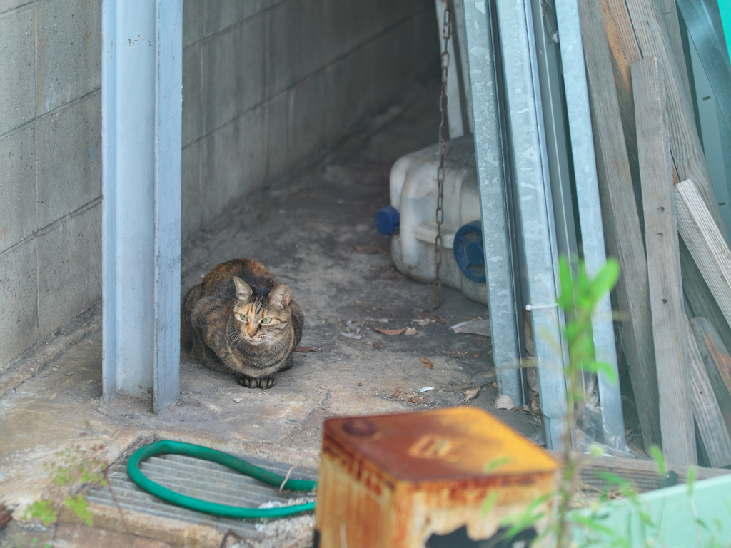 一猫一会 Ⅲ