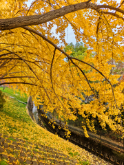 晩秋の散歩道 Ⅴ