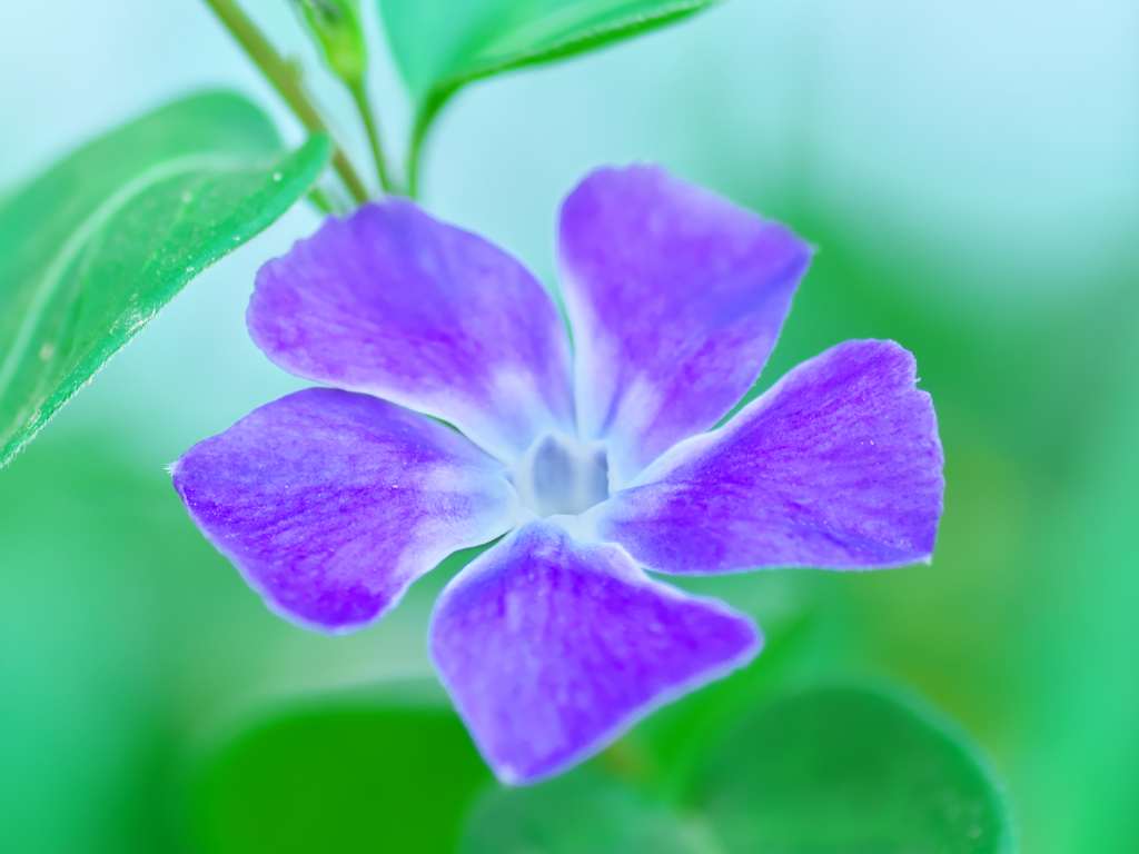 花撮り散歩 Ⅴ