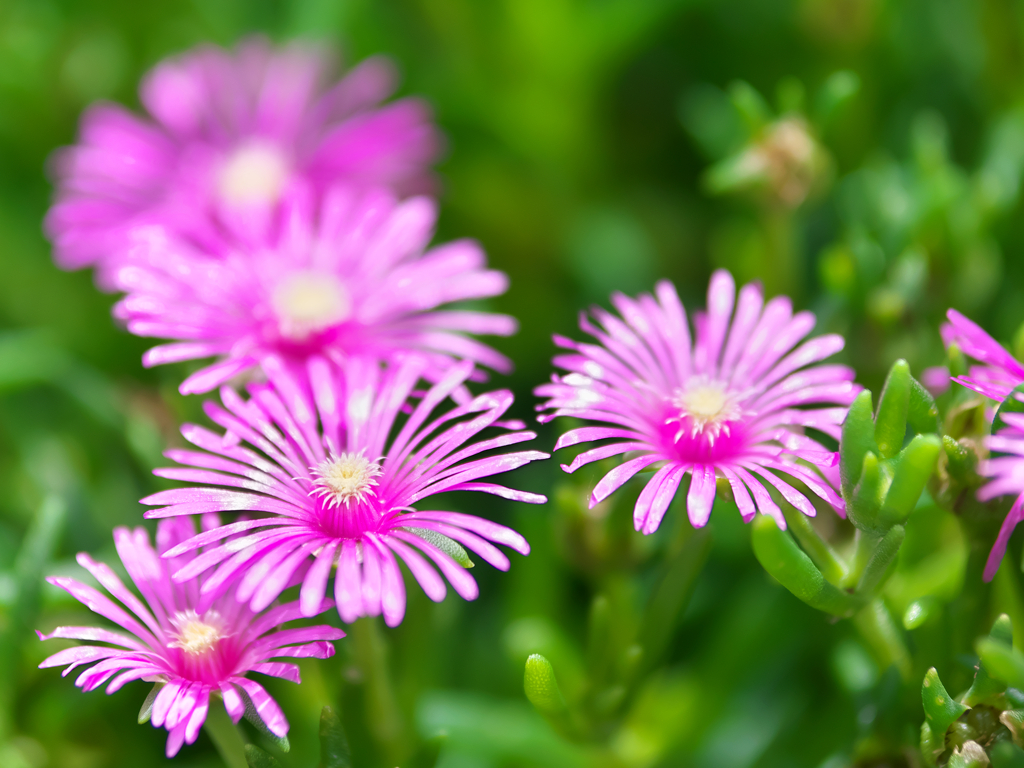 近所の花壇にて