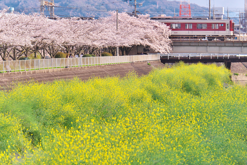 春の小川 Ⅳ