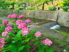 夙川の紫陽花
