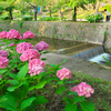 夙川の紫陽花