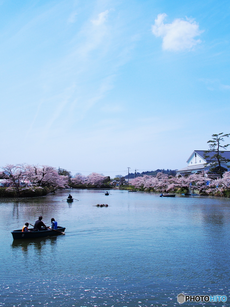 船桜