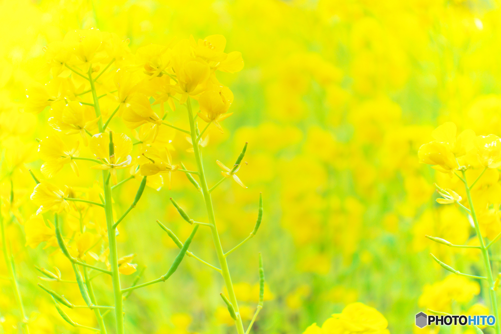 spring yellow