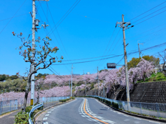 花咲く丘への道