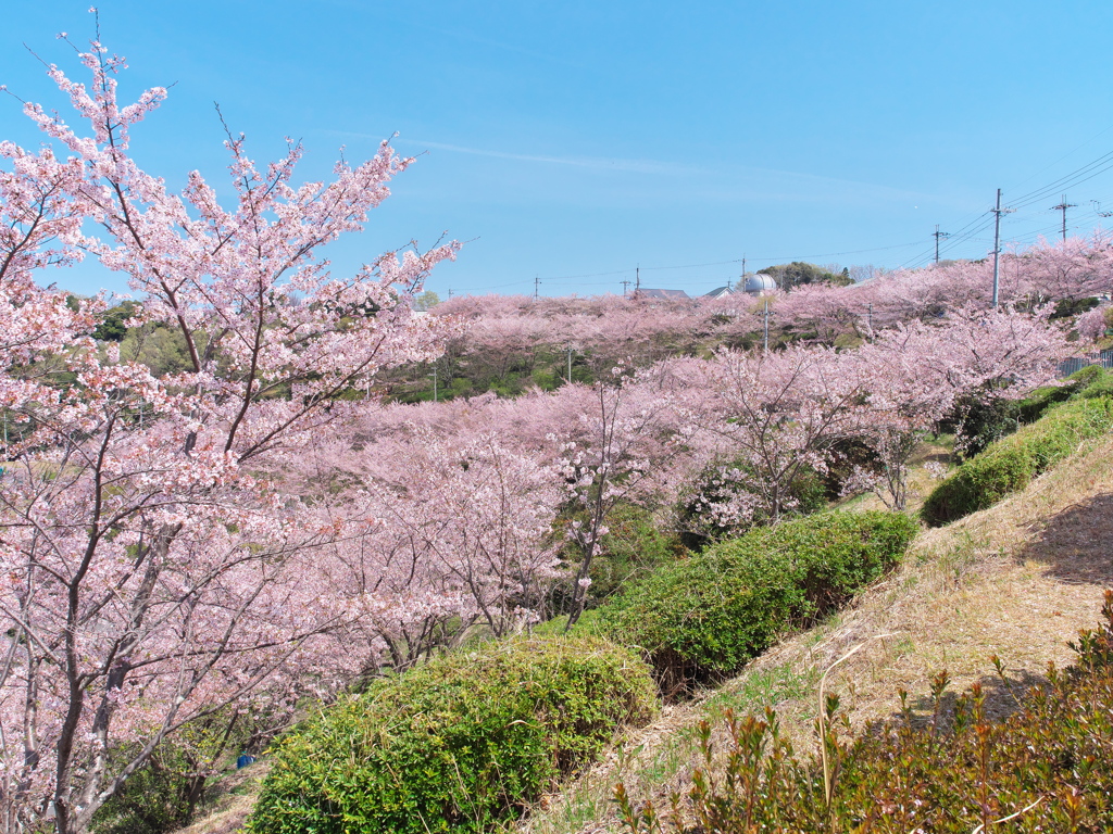 花咲く丘の上から Ⅱ
