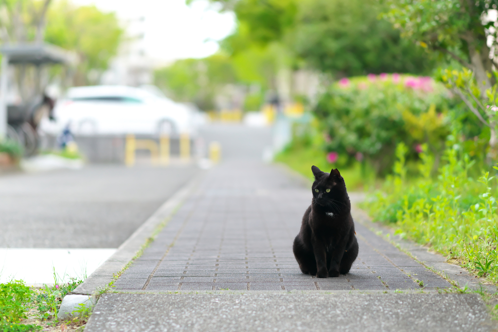 そんなに見つめにゃいで♡