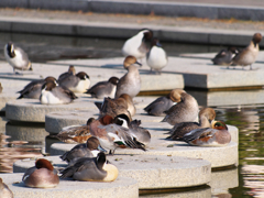 公園の賑わい