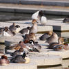 公園の賑わい