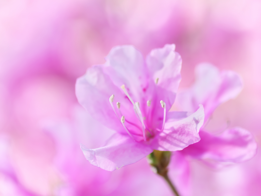 花撮り散歩 Ⅵ