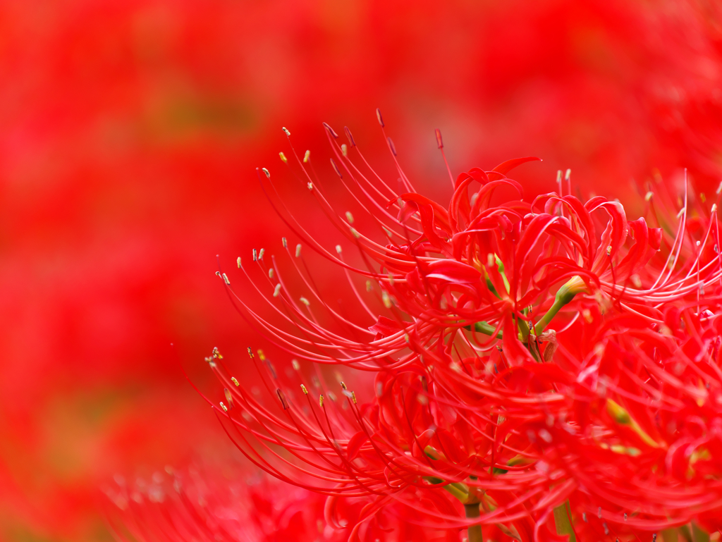 紅
