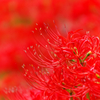 紅
