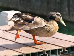カモバウアー