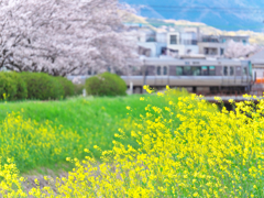 日常の春