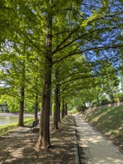 木陰の散歩道