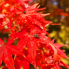 ハエさんも紅葉狩り