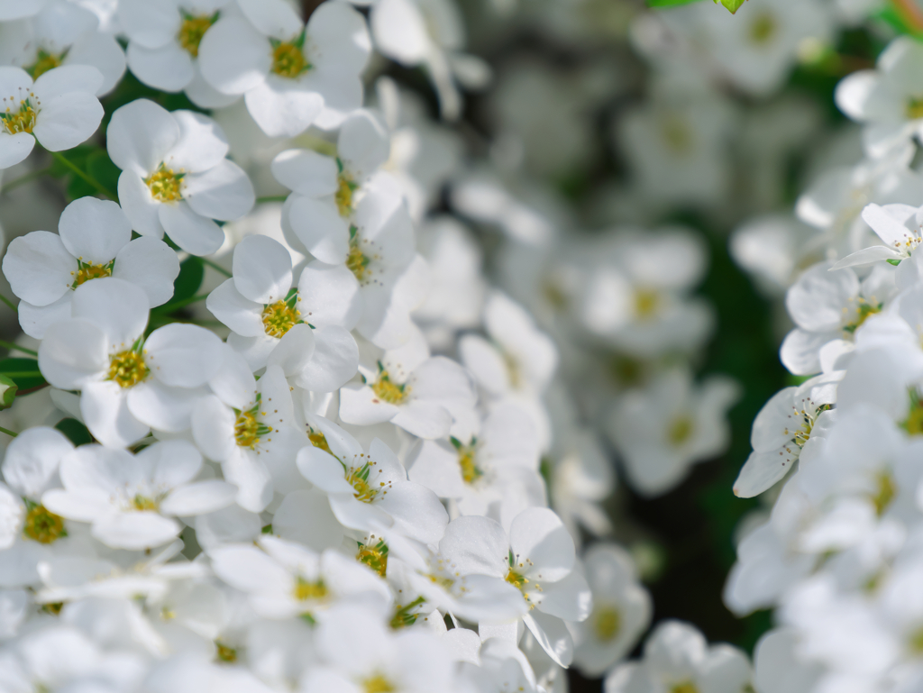 Spring White