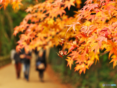 満開の秋を歩く