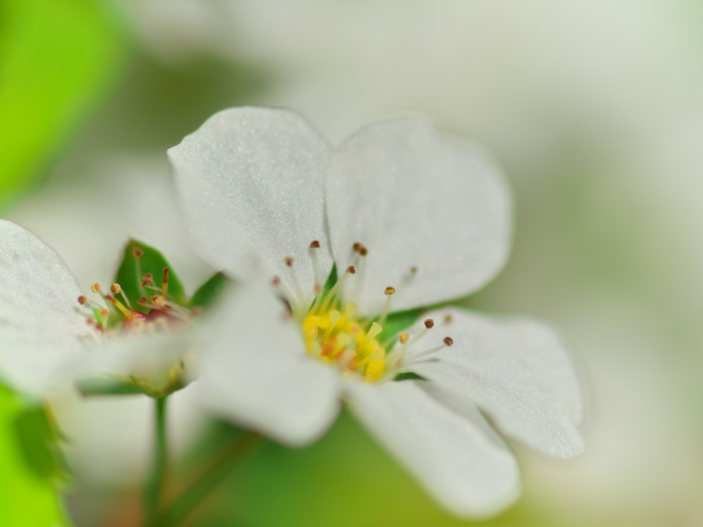 花の季節