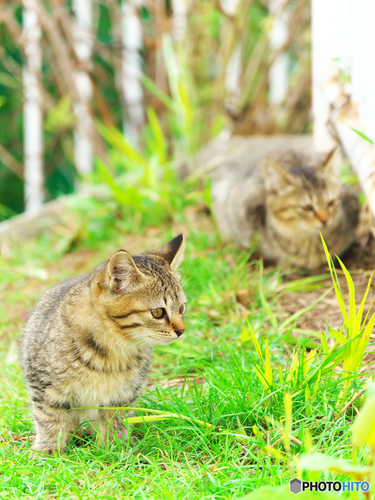 にゃんだろな？