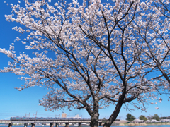 瀬田川の春