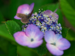 紫陽花に集う