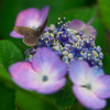 紫陽花に集う