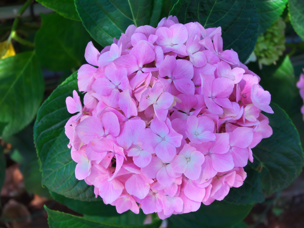 季節の花