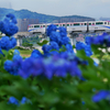 季節の花を添えまして