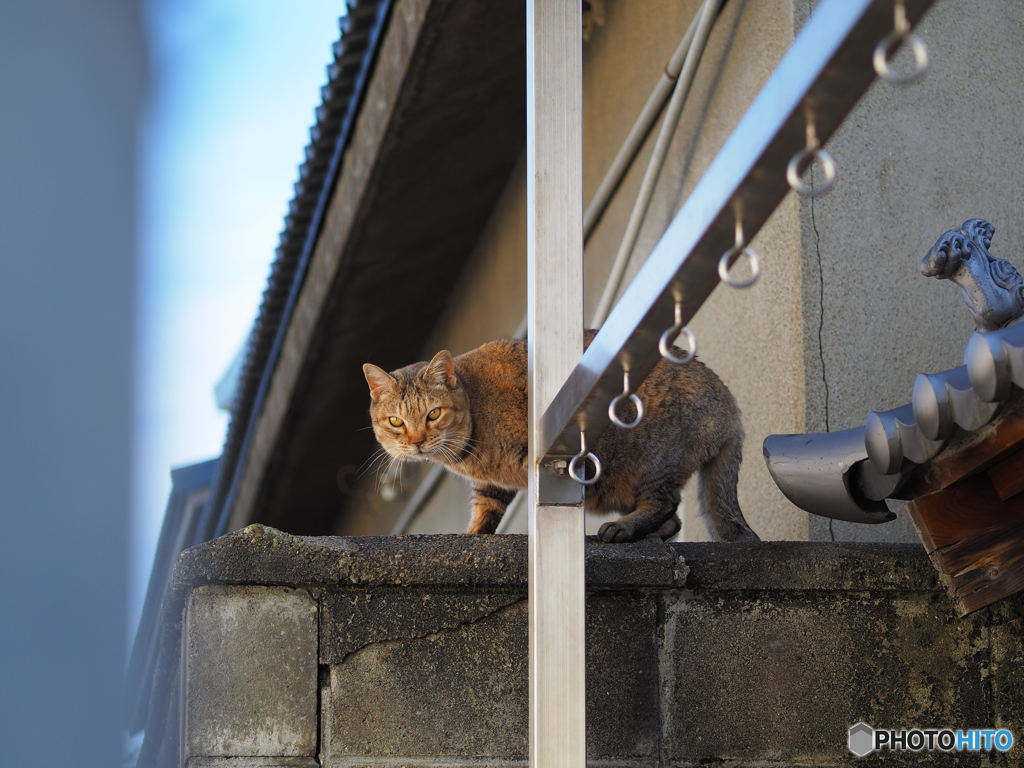 む、にゃんだお前は？