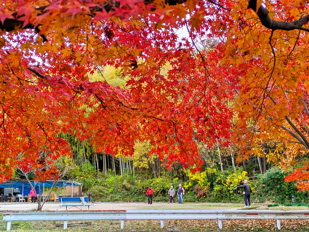 晩秋の散歩道 Ⅲ
