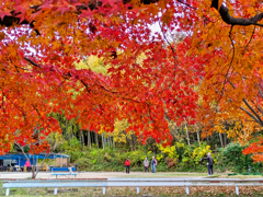 晩秋の散歩道 Ⅲ